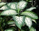 Dumb Cane
